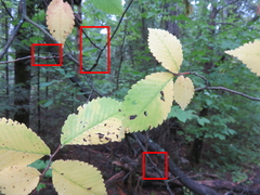 Parthenolecanium corni