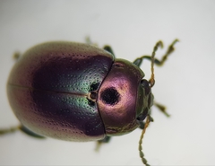 Chrysolina brunsvicensis