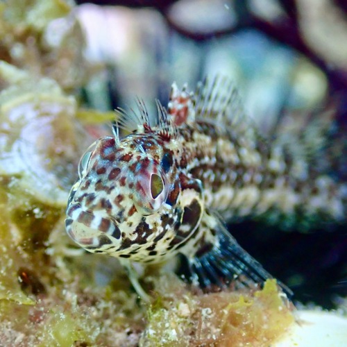Throatspotted Blenny (Malacoctenus tetranemus)