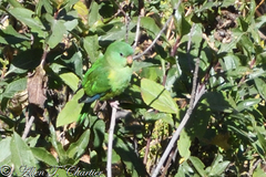 Psilopsiagon aurifrons