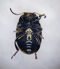Chrysolina brunsvicensis