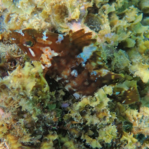 Pacific Mutton Hamlet (Alphestes immaculatus)