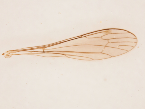 Dicranomyia swezeyi observed 2006-02-02