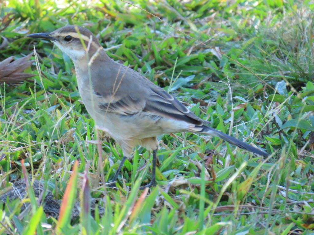 Long-tailed Cinclodes