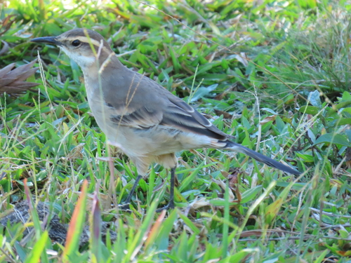 Long-tailed Cinclodes