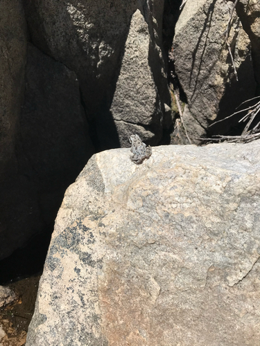 iNaturalist observation photo of Pacific chorus frog