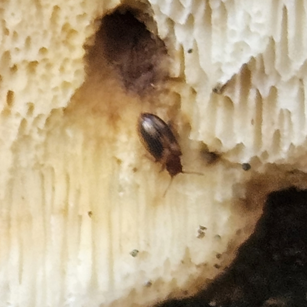 Derodontus trisignatus