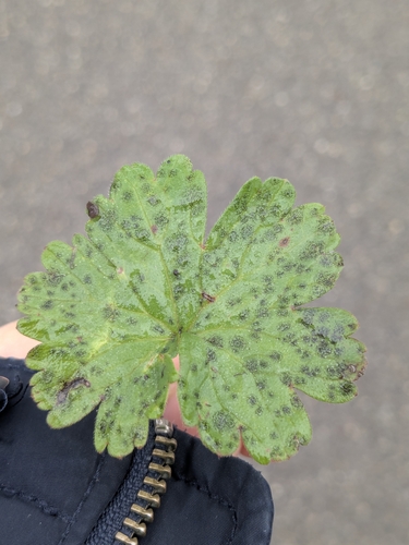 Coleroa circinans, 2026-02-07