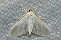 Palpita margaritacea