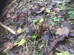 Equisetum telmateia telmateia