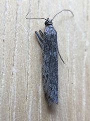 Homoeosoma oslarellum