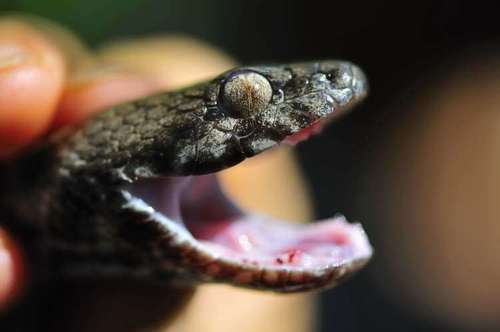Common Madagascar Cat Snake