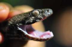 Madagascarophis colubrinus