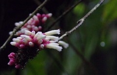 Schlegelia fastigiata