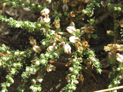 Aspalathus hispida albiflora
