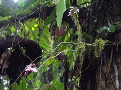 Schlegelia fastigiata