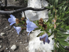 Lobostemon argenteus