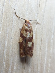 Sparganothis tunicana