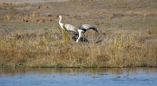 iNaturalist: (c) dvaid09, some rights reserved (CC BY-NC) iNaturalist image