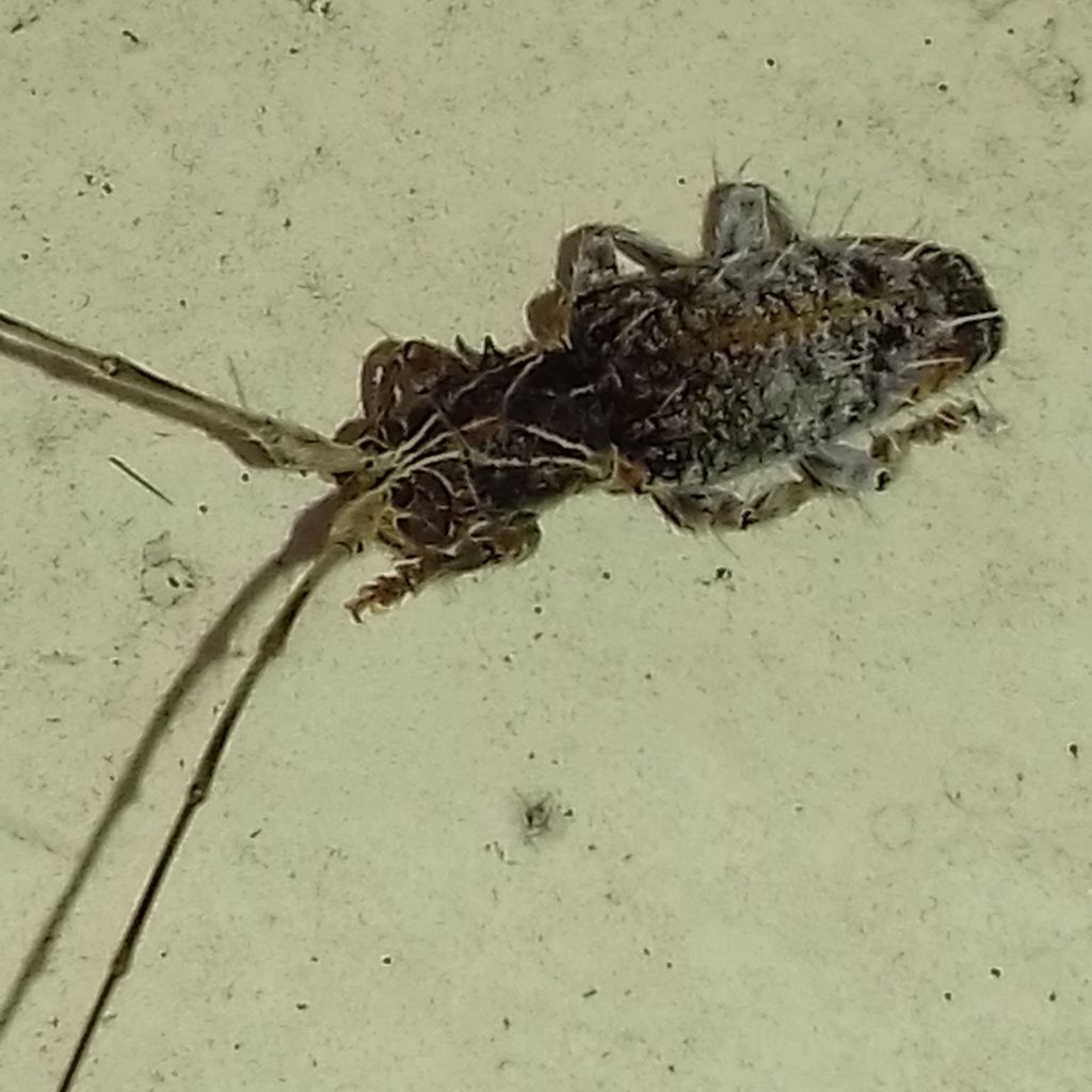 Hirtaeschopalaea