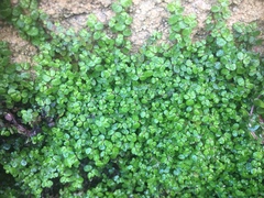 Soleirolia soleirolii