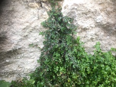 Soleirolia soleirolii