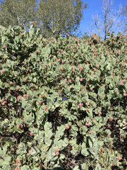 Arctostaphylos auriculata