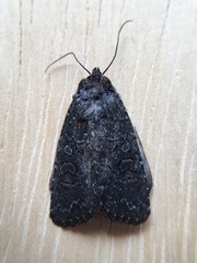 Aseptis fumosa