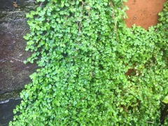 Soleirolia soleirolii