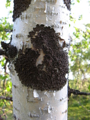 Melanohalea olivacea