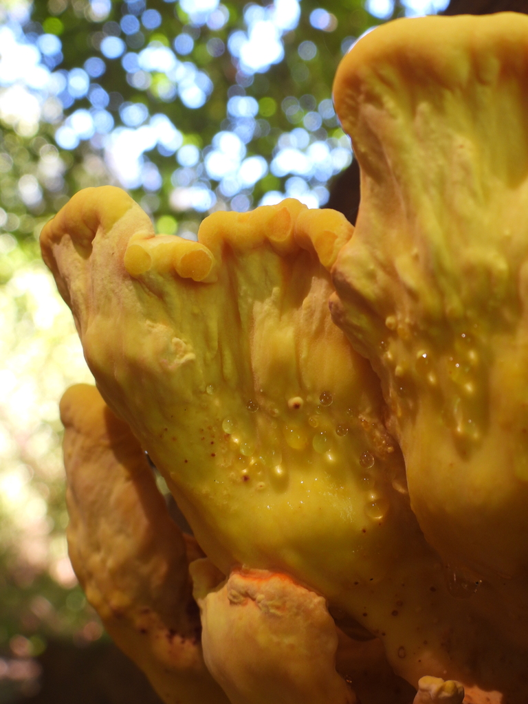 Laetiporus gilbertsonii · February 2026 · photo: © carolinabq (iNaturalist, cc-by-sa)