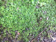 Soleirolia soleirolii