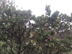 Arctostaphylos pallida