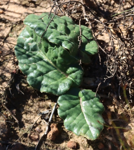 Hairy Babooncabbage (Othonna heterophylla)