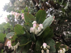 Arctostaphylos pallida
