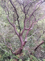 Arctostaphylos pallida