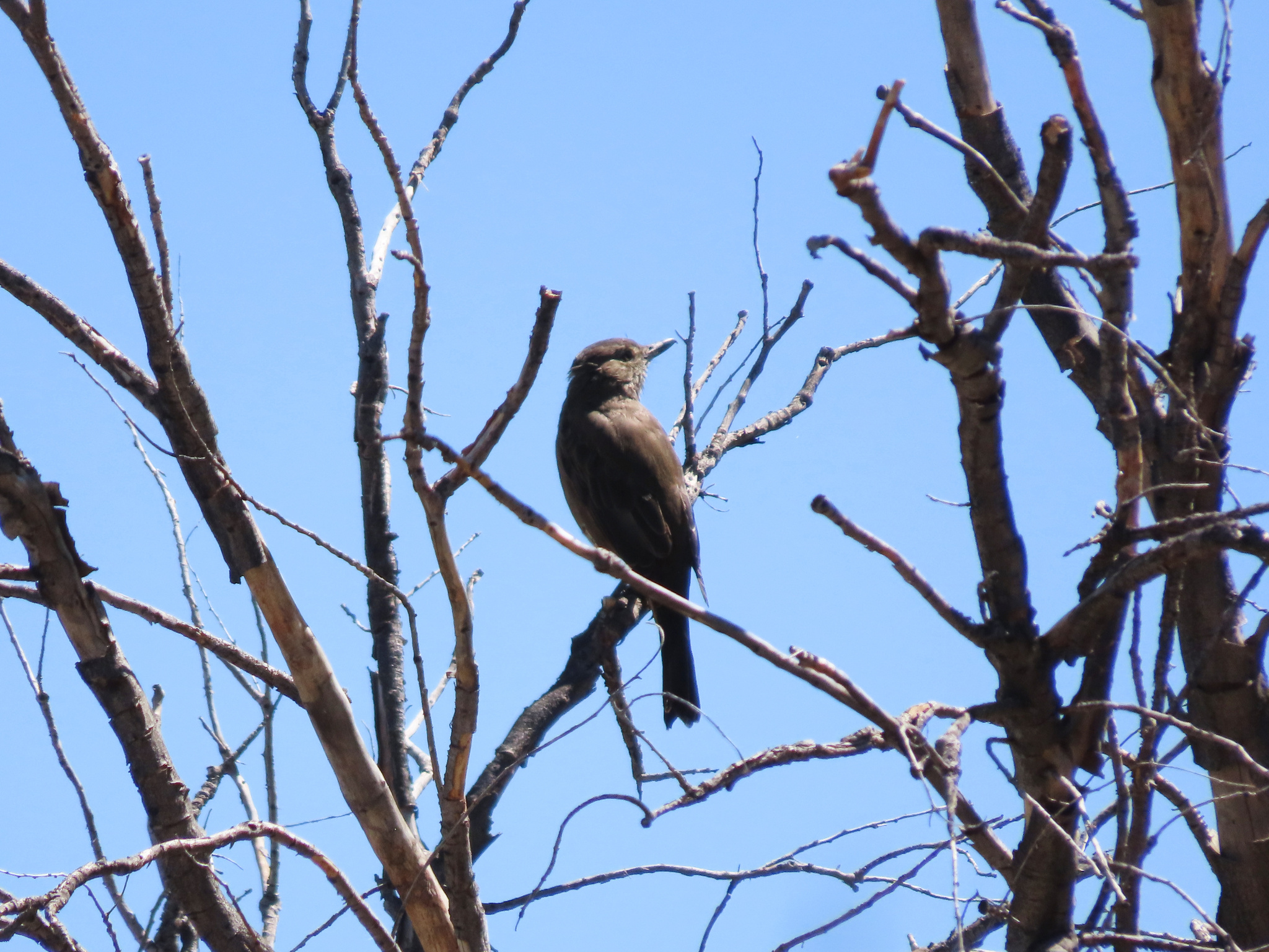 Great Shrike-Tyrant (Agriornis lividus), photo 2