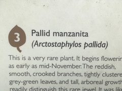 Arctostaphylos pallida