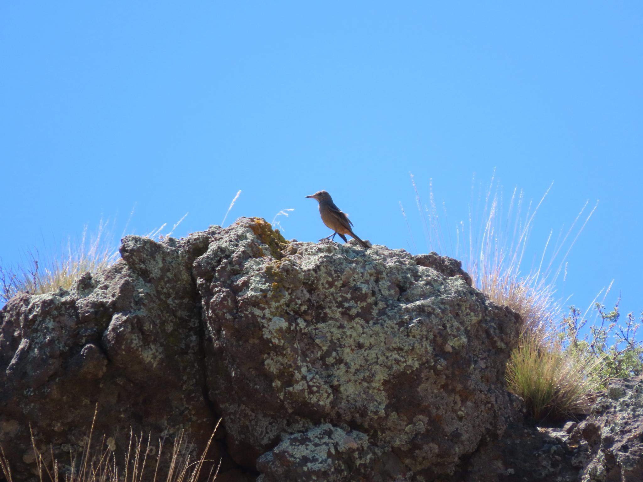 Great Shrike-Tyrant (Agriornis lividus), photo 4