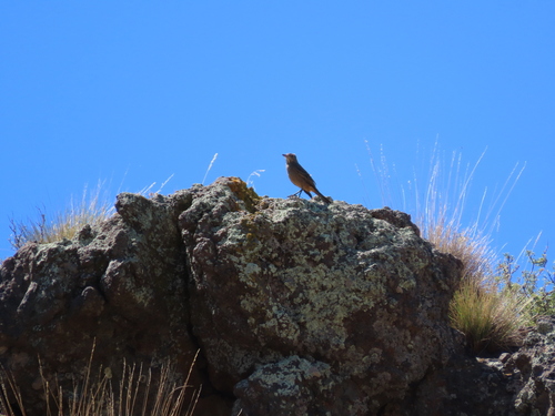 Great Shrike-Tyrant (Agriornis lividus), photo 2