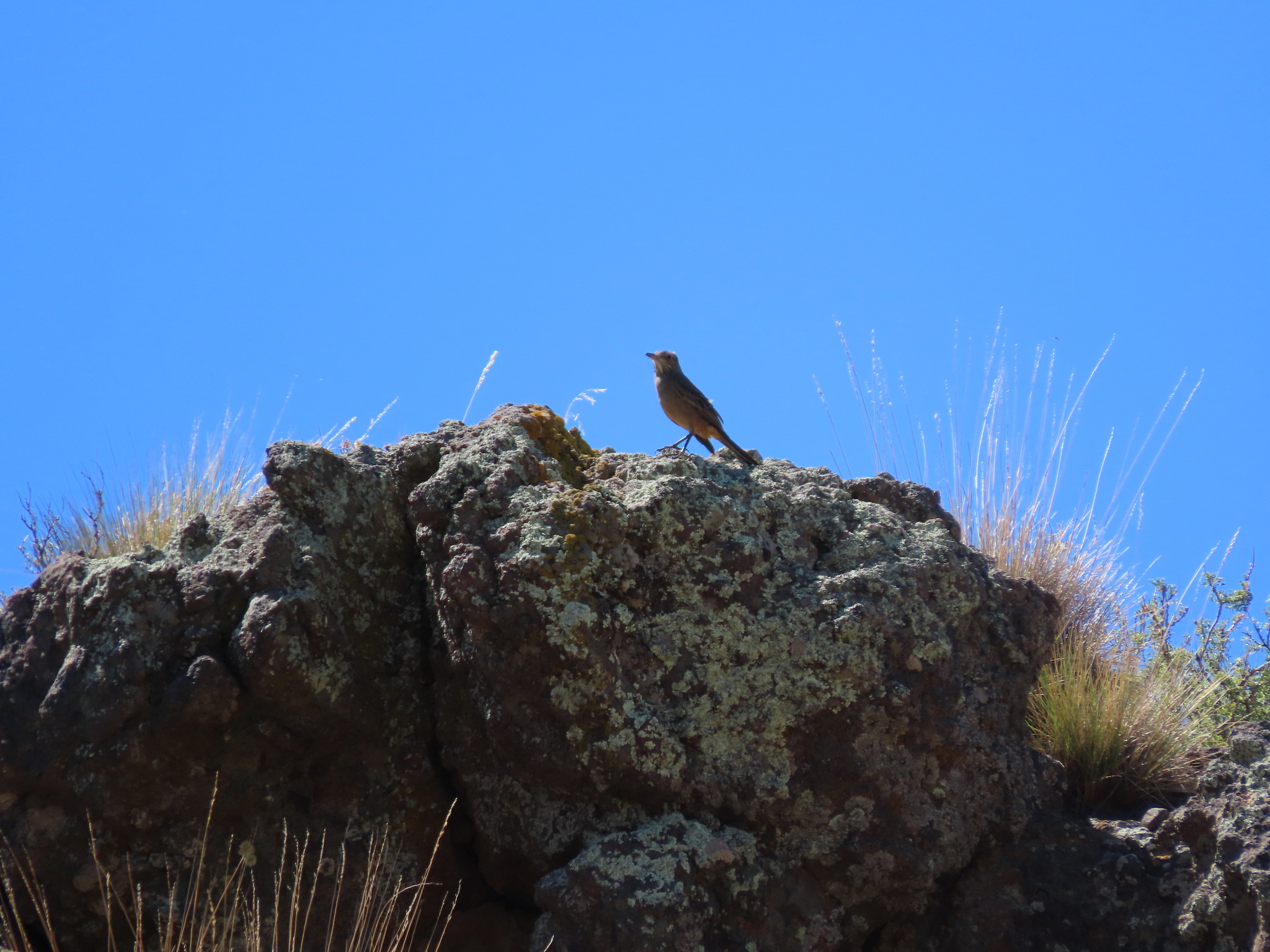 Great Shrike-Tyrant (Agriornis lividus), photo 3