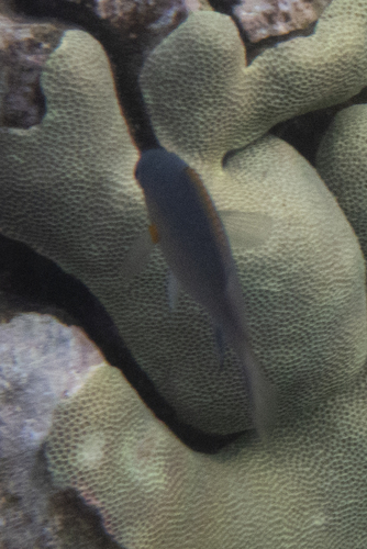 Chromis ovalis observed 2026-01-29