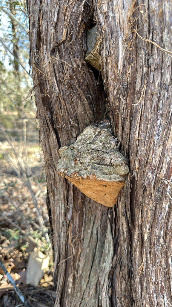 Pyrofomes juniperinus · February 2026 · photo: © bobolobo (iNaturalist, cc0)