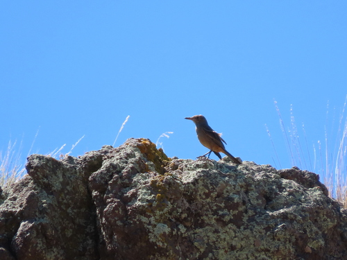 Great Shrike-Tyrant (Agriornis lividus), photo 7