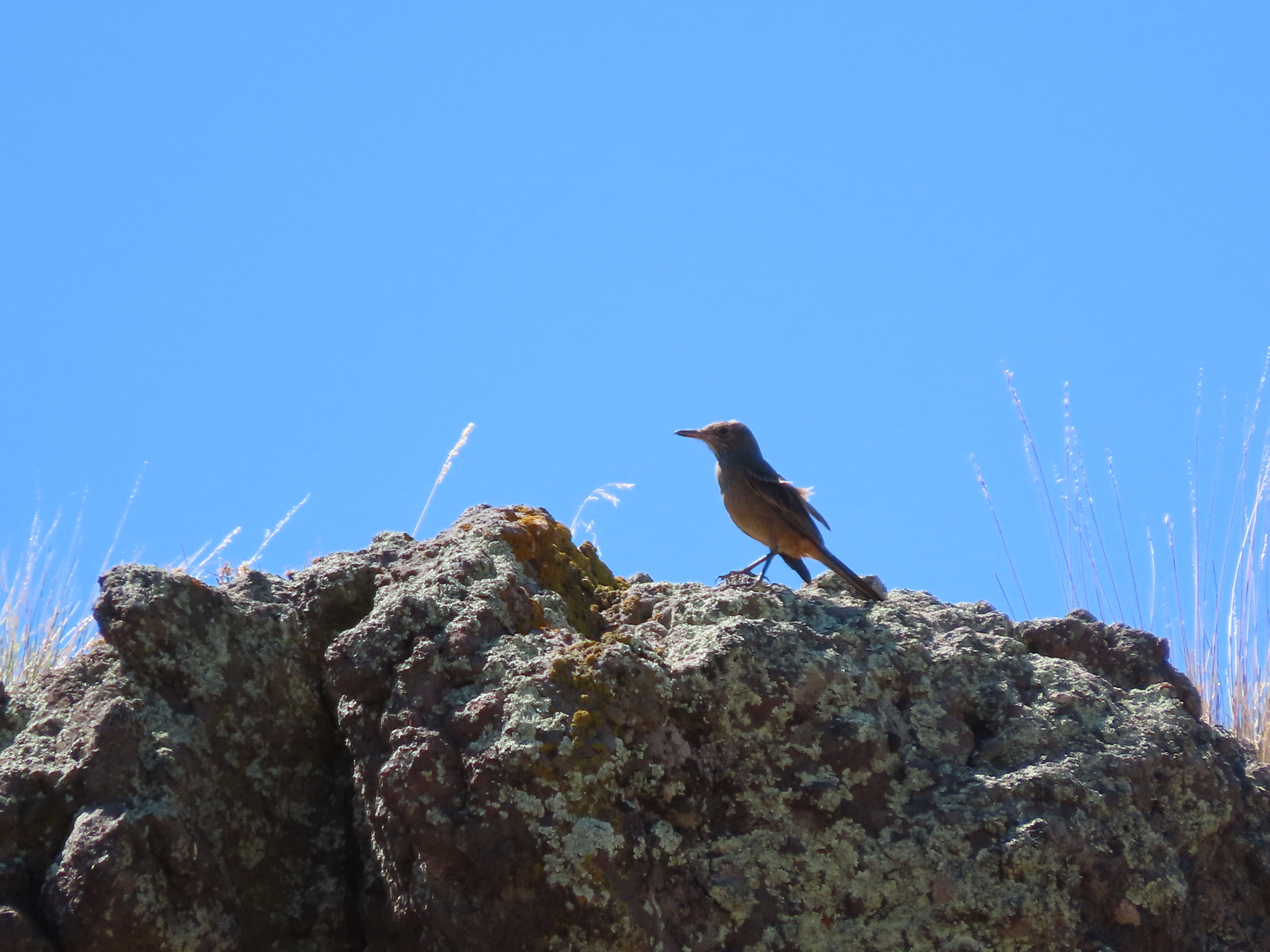 Great Shrike-Tyrant (Agriornis lividus), photo 5