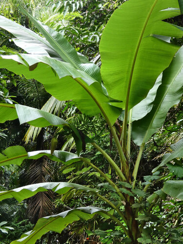 Musa banksii