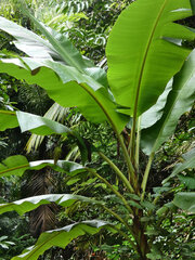Musa banksii
