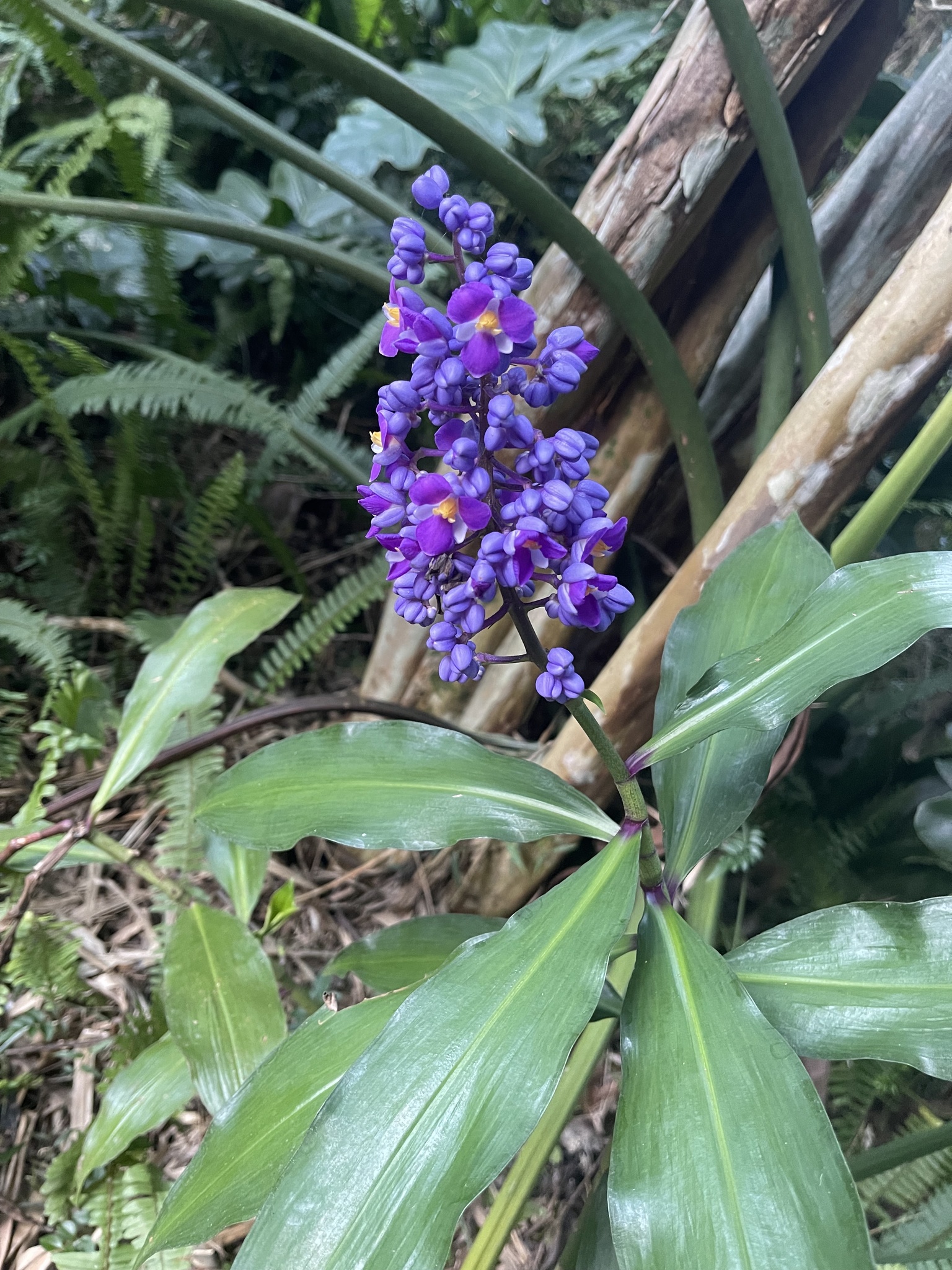 Dichorisandra thyrsiflora