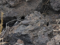 Liolaemus austromendocinus