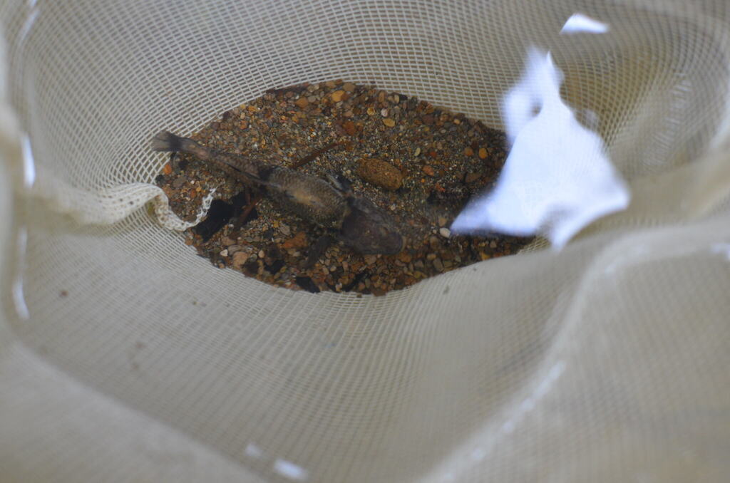 Redfin Bully from Oratia, Auckland 0604, New Zealand on February 7 ...